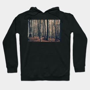 Devils Glen Forest Hoodie